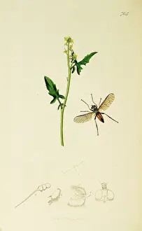 Mustard: Curtis British Entomology Plate 705