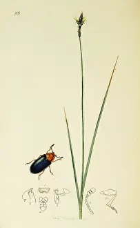 Coleoptera: Curtis British Entomology Plate 706