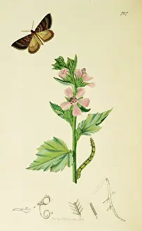 Officinalis: Curtis British Entomology Plate 707