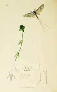 Ephemera: Curtis British Entomology Plate 708