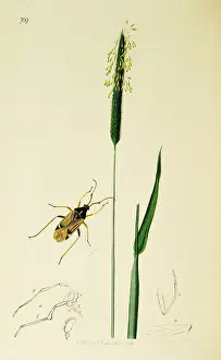 Hemiptera: Curtis British Entomology Plate 709
