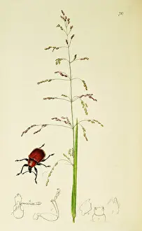 Millet: Curtis British Entomology Plate 710
