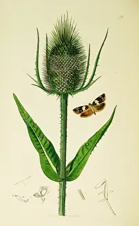 Teasel: Curtis British Entomology Plate 711
