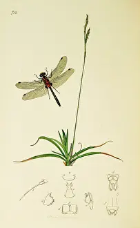 Rubicunda: Curtis British Entomology Plate 712