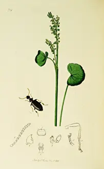Coleoptera: Curtis British Entomology Plate 714
