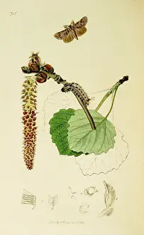 Scarce: Curtis British Entomology Plate 715