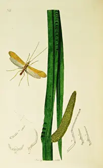 Ledipotera: Curtis British Entomology Plate 716