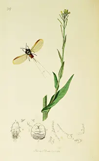 Mustard: Curtis British Entomology Plate 717