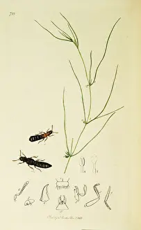 Palustris: Curtis British Entomology Plate 718