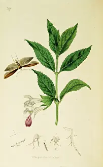 Balm: Curtis British Entomology Plate 719