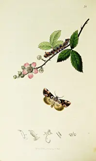 Thyatira: Curtis British Entomology Plate 72