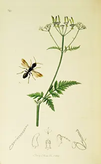 Sylvestris: Curtis British Entomology Plate 720