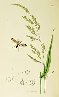 Diptera: Curtis British Entomology Plate 721