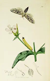Officinalis: Curtis British Entomology Plate 722