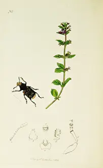 Thyme: Curtis British Entomology Plate 723
