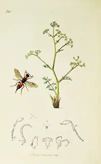 Burnet: Curtis British Entomology Plate 724