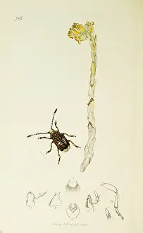 Coleoptera: Curtis British Entomology Plate 726