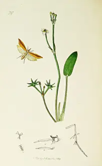 Ledipotera: Curtis British Entomology Plate 727