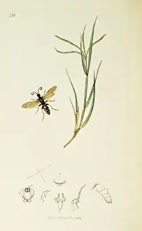 Bermuda: Curtis British Entomology Plate 728