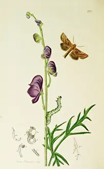 Shaded: Curtis British Entomology Plate 731