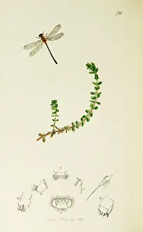 Odonata: Curtis British Entomology Plate 732