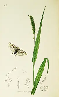 Hemiptera: Curtis British Entomology Plate 733