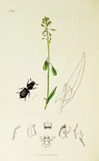 Woad: Curtis British Entomology Plate 734
