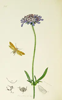 Scabious: Curtis British Entomology Plate 735