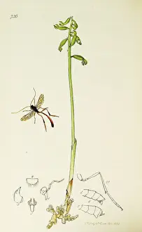 Orchid: Curtis British Entomology Plate 736