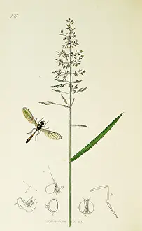 Bent: Curtis British Entomology Plate 737