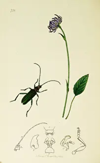 Moschata: Curtis British Entomology Plate 738