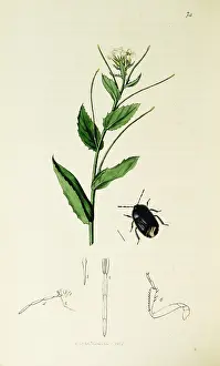 Hemiptera: Curtis British Entomology Plate 74