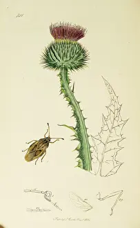 Thistle: Curtis British Entomology Plate 741