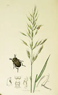 Coleoptera: Curtis British Entomology Plate 742