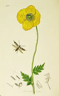 Ledipotera: Curtis British Entomology Plate 743