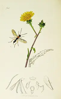 Hymenoptera: Curtis British Entomology Plate 744