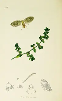 Glabra: Curtis British Entomology Plate 745