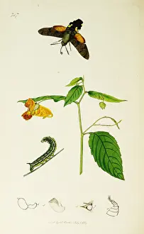 Capensis: Curtis British Entomology Plate 747