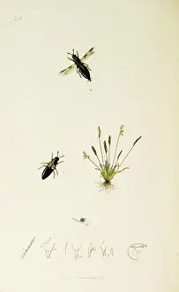 Hemiptera: Curtis British Entomology Plate 748