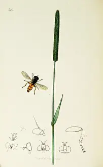 Diptera: Curtis British Entomology Plate 749