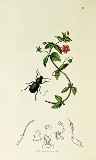 Scarlet: Curtis British Entomology Plate 75