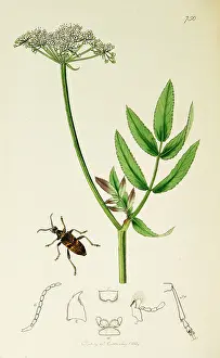 Latifolium: Curtis British Entomology Plate 750