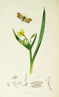 Lutea: Curtis British Entomology Plate 751