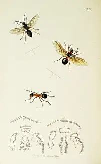 Formica: Curtis British Entomology Plate 752