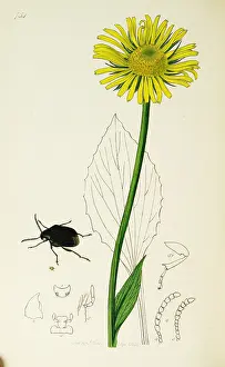 Bane: Curtis British Entomology Plate 754