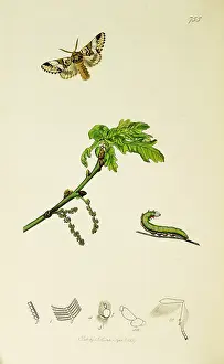 Marbled: Curtis British Entomology Plate 755