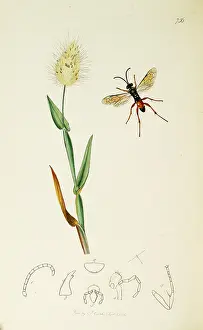 Hares: Curtis British Entomology Plate 756