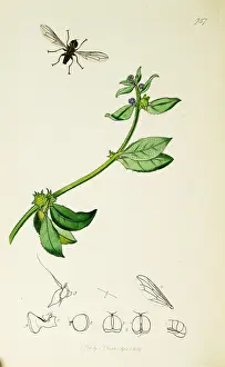 Diptera: Curtis British Entomology Plate 757