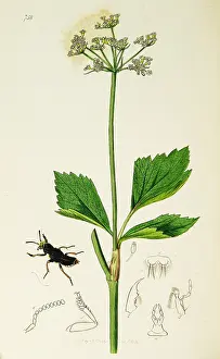 Ligusticum: Curtis British Entomology Plate 758