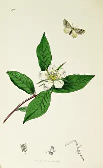 Ledipotera: Curtis British Entomology Plate 759